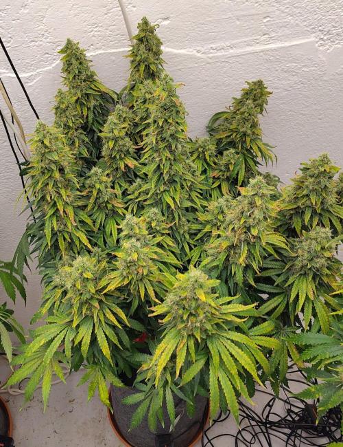 GHS White Rhino. Week 13