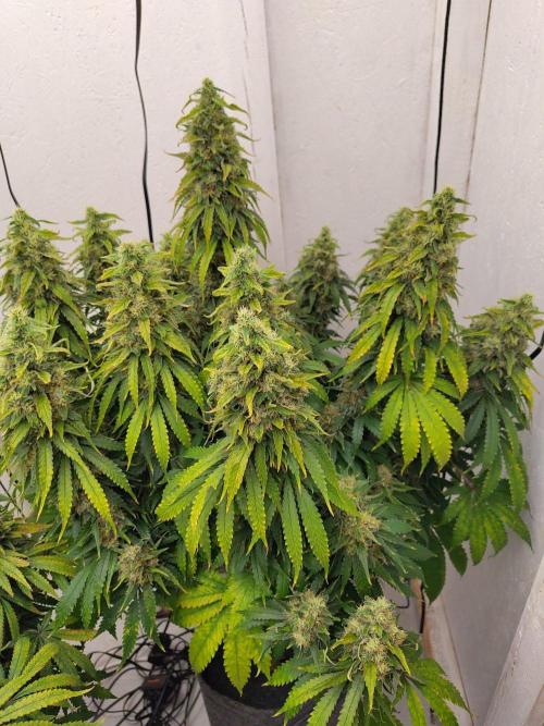 GHS White Rhino. Week 13