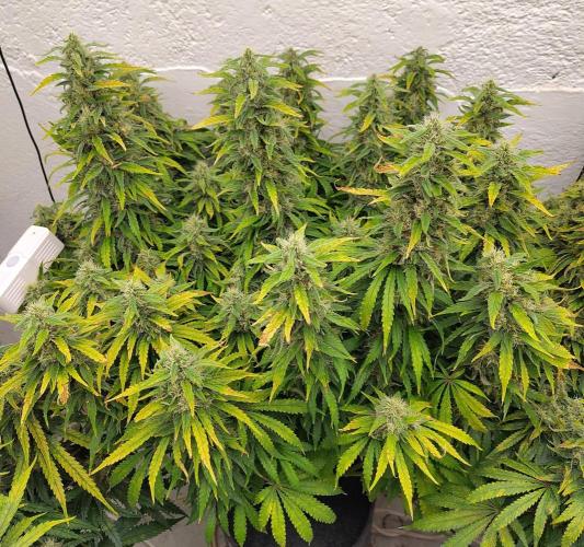 GHS White Rhino. Week 13