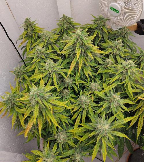 GHS White Rhino. Week 13