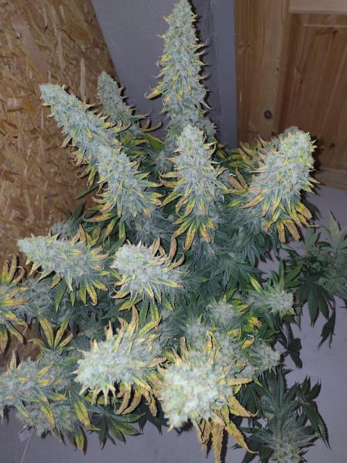 GHS White Rhino. Week 14