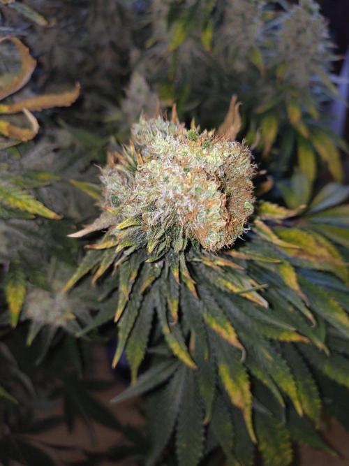 GHS White Rhino. Week 14