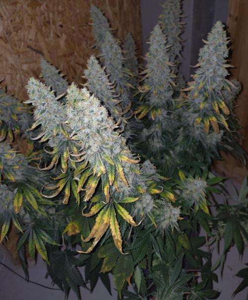 GHS White Rhino. Week 14