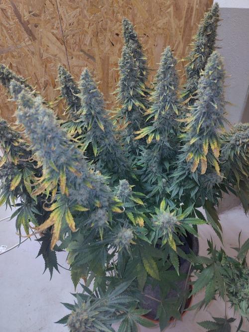 GHS White Rhino. Week 14