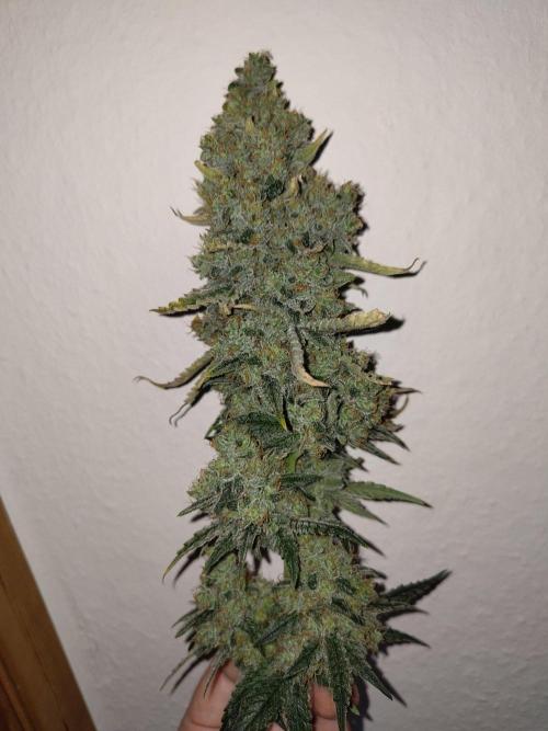 GHS White Rhino. Week 14