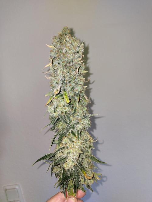 GHS White Rhino. Week 14