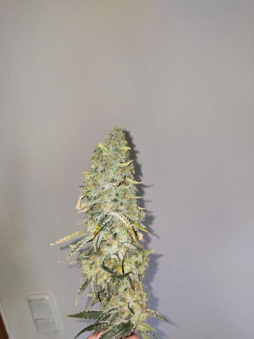 GHS White Rhino. Week 14