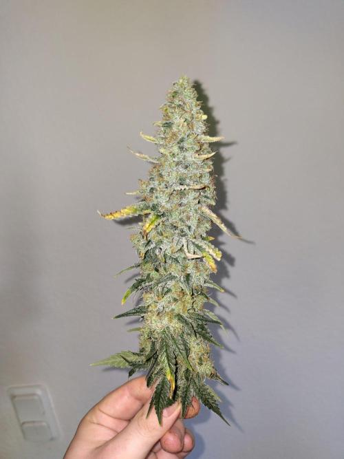 GHS White Rhino. Week 14
