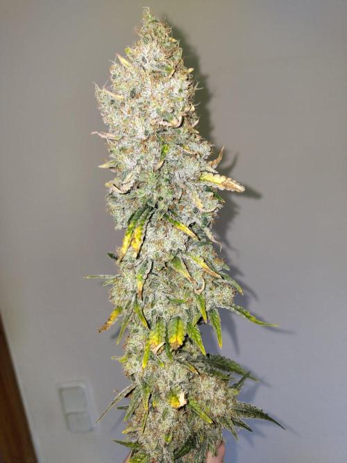 GHS White Rhino. Week 14