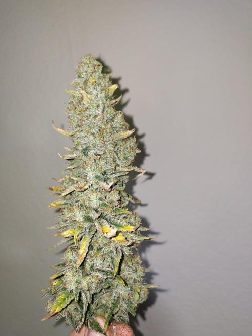 GHS White Rhino. Week 14