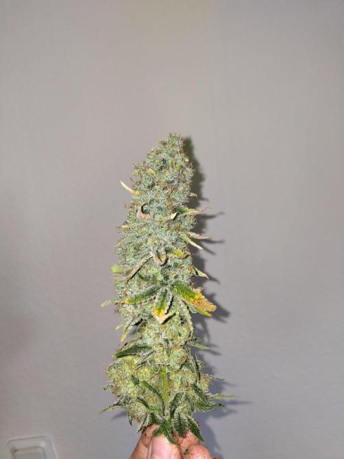 GHS White Rhino. Week 14