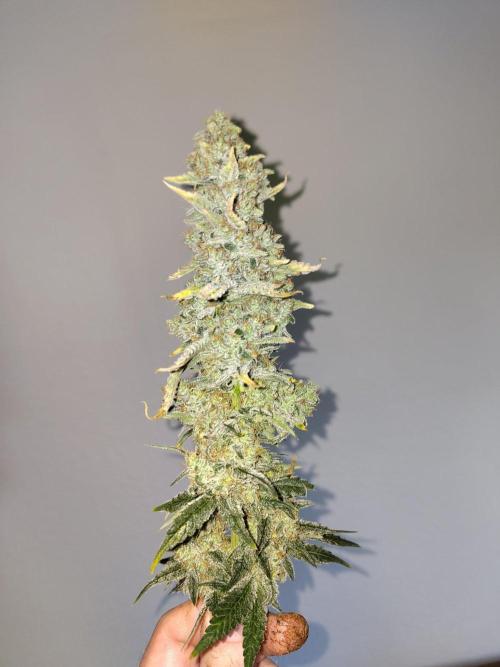 GHS White Rhino. Week 14