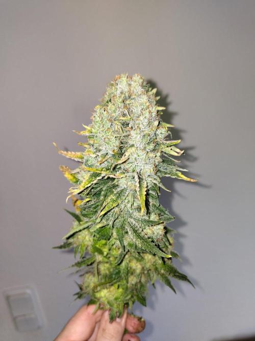 GHS White Rhino. Week 14