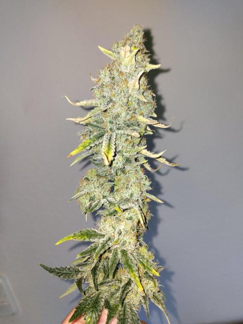 GHS White Rhino. Week 14