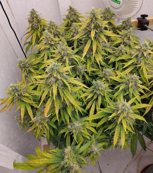 GHS White Rhino. Week 14