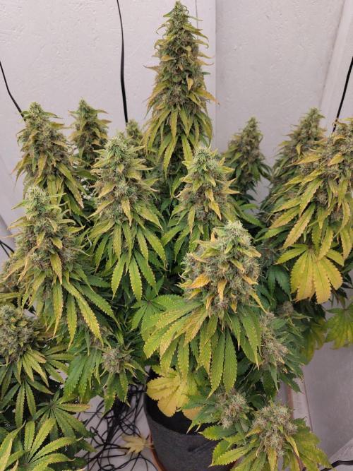 GHS White Rhino. Week 14