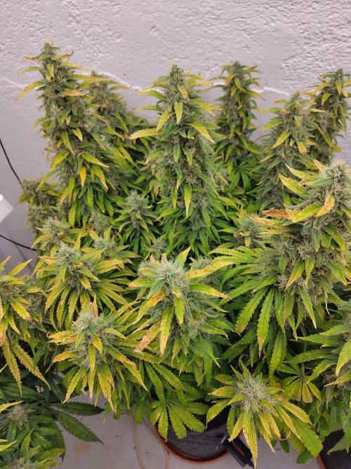 GHS White Rhino. Week 14