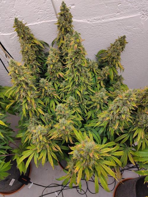 White Rhino. Week 14