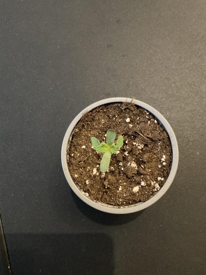 Blueberry pancakes indoor HSC. Week 0 - Leider verküppeltes Wachstum der ersten Blätter.
