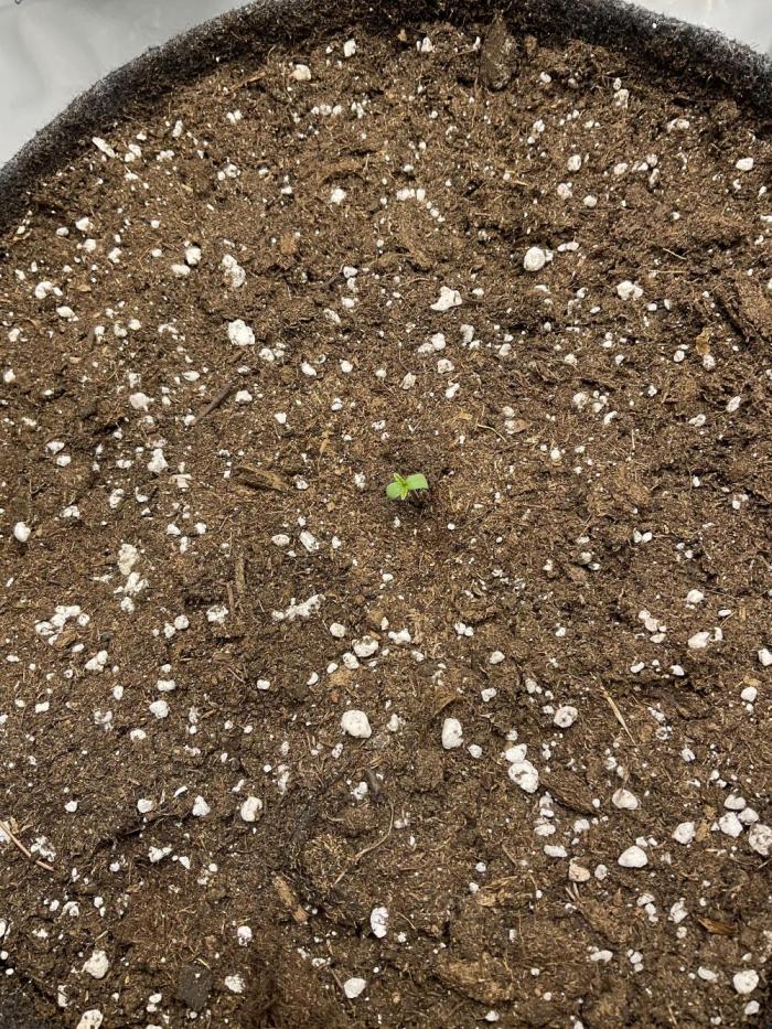 Strawberry Gorilla indoor FastBuds. Week 0 - Heyho lets go!