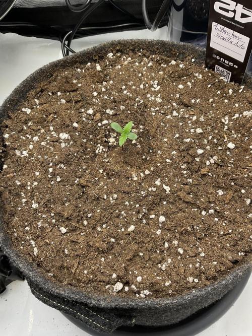 Strawberry Gorilla indoor FastBuds. Week 0 - Tag 3