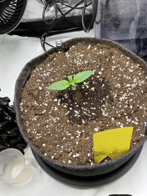 Strawberry Gorilla indoor FastBuds. Week 0 - Tag 7