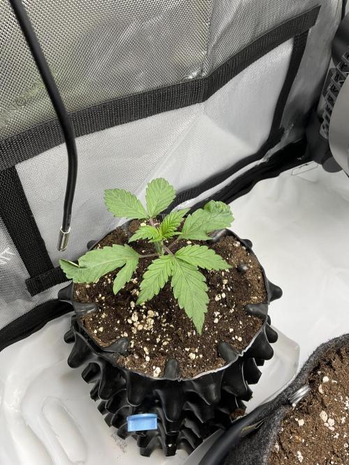 Blueberry pancakes indoor HSC. Week 1 - Tag 13