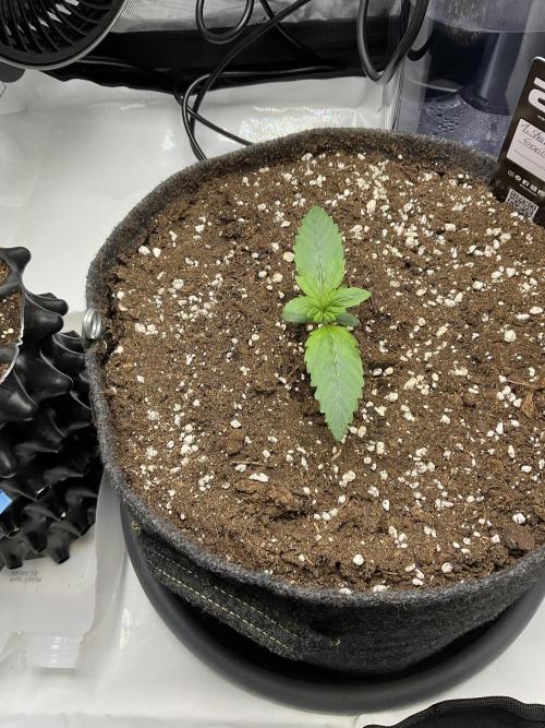 Strawberry Gorilla indoor FastBuds. Week 1 - Tag 8 