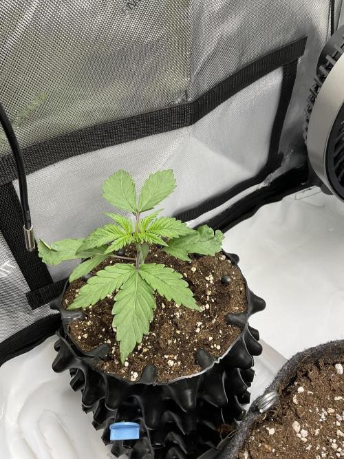 Blueberry pancakes indoor HSC. Week 1 - Tag 14