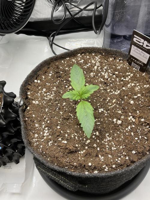 Strawberry Gorilla indoor FastBuds. Week 1 - Tag 9