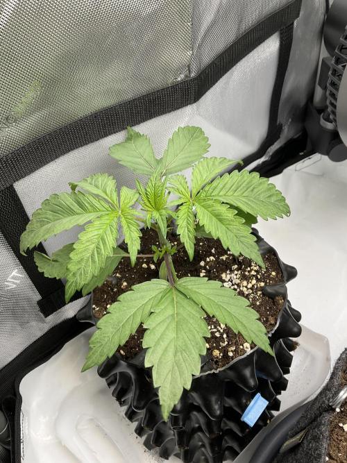 Blueberry pancakes indoor HSC. Week 2 - Tag 16