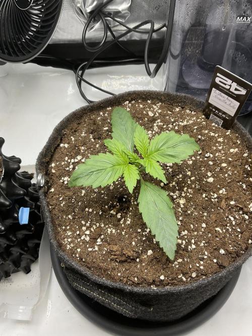 Strawberry Gorilla indoor FastBuds. Week 1 - Tag 11 - guter Sprung gemacht 