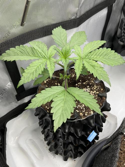 Blueberry pancakes indoor HSC. Week 2 - Tag 17