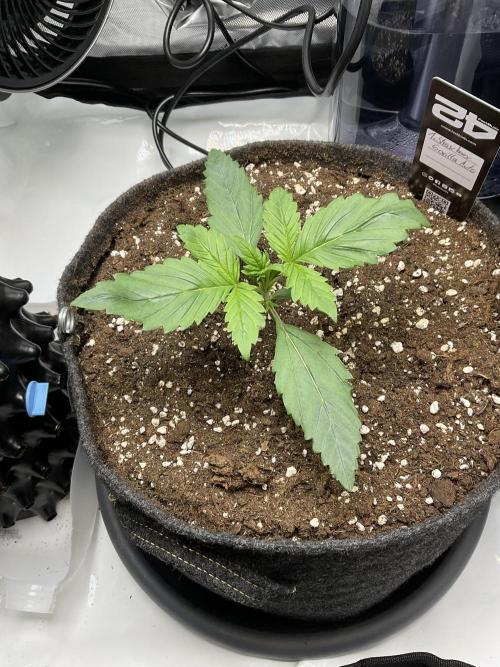 Strawberry Gorilla indoor FastBuds. Week 1 - Tag 12