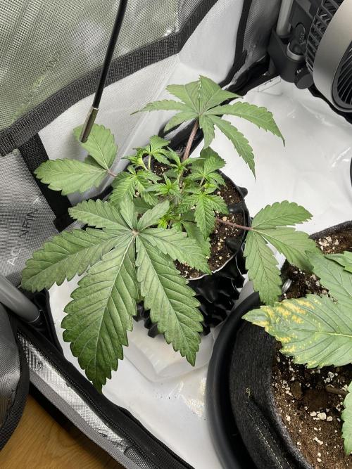 Blueberry pancakes indoor HSC. Week 3 - Tag 21 - heute wurde getoppt