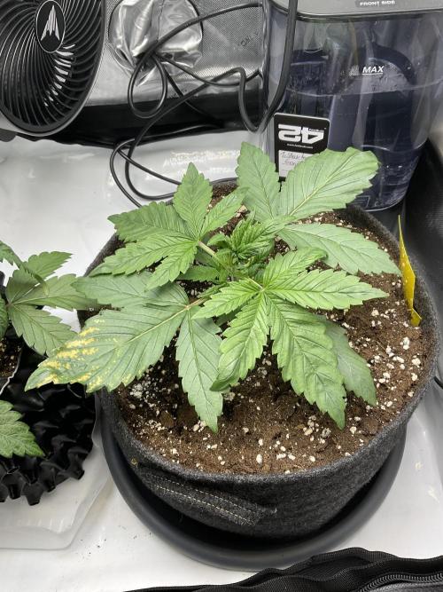 Strawberry Gorilla indoor FastBuds. Week 2 - Tag 16