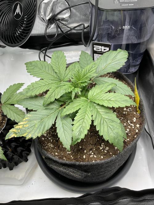 Strawberry Gorilla indoor FastBuds. Week 3 - Tag 17