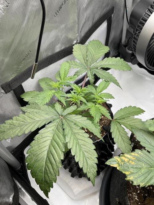 Blueberry pancakes indoor HSC. Week 3 - Tag 22