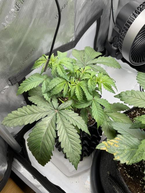 Blueberry pancakes indoor HSC. Week 3 - Tag 24