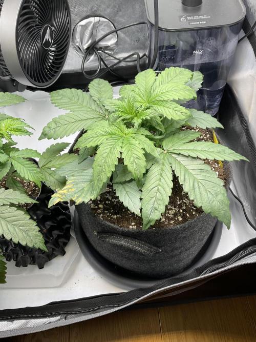 Strawberry Gorilla indoor FastBuds. Week 3 - Tag 19