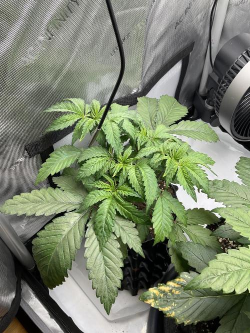 Blueberry pancakes indoor HSC. Week 3 - Tag 25