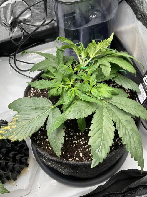 Strawberry Gorilla indoor FastBuds. Week 3 - Tag 20 - LST