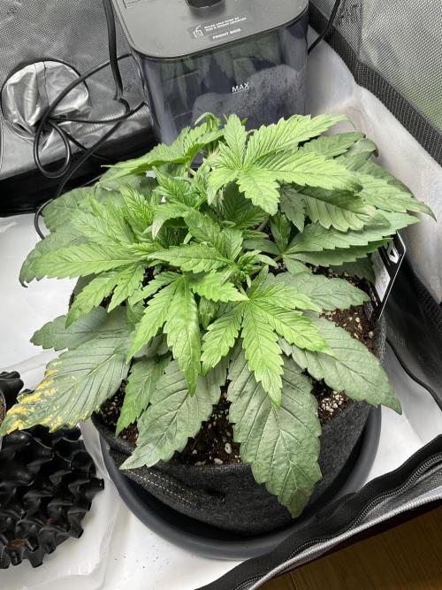 Strawberry Gorilla indoor FastBuds. Week 3 - Tag 22 - Intensität LED 80%