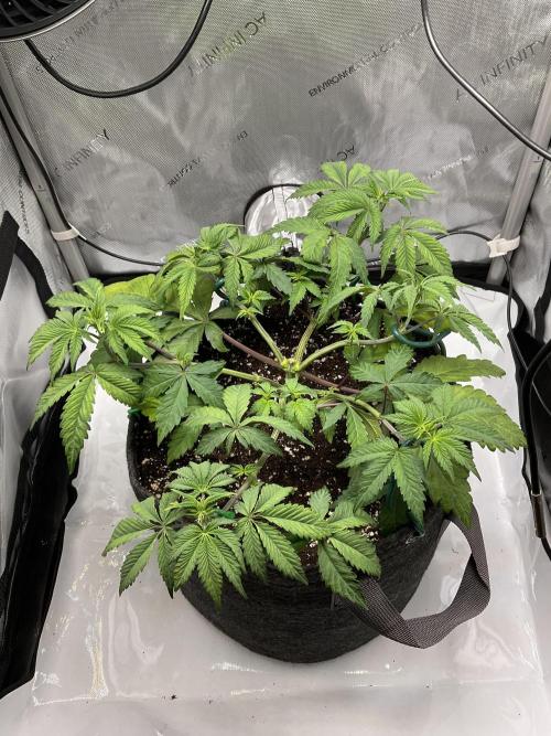 Blueberry pancakes indoor HSC. Week 4 - Tag 33