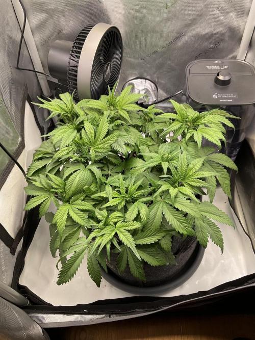 Strawberry Gorilla indoor FastBuds. Week 5 - Tag 31 - etwas entlaubt