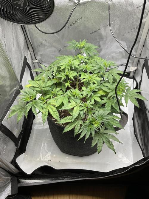 Blueberry pancakes indoor HSC. Week 5 - Tag 38