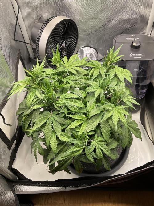 Strawberry Gorilla indoor FastBuds. Week 5 - Tag 32
