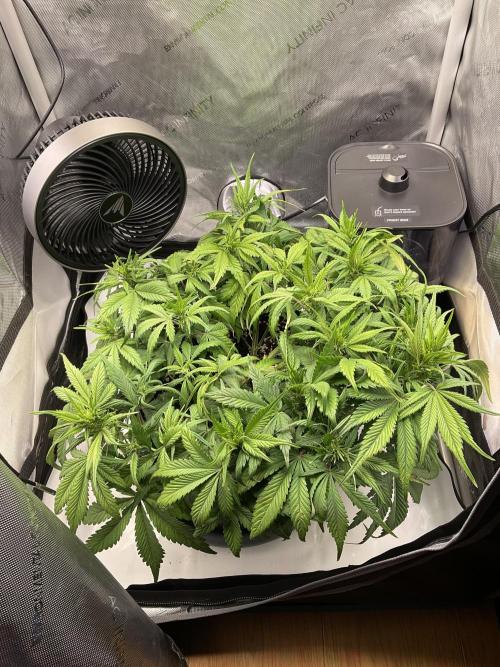 Strawberry Gorilla indoor FastBuds. Week 6 - Tag 38