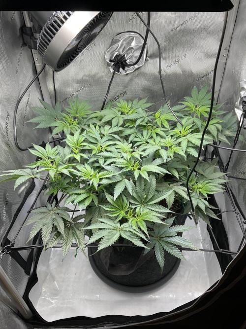 Blueberry pancakes indoor HSC. Week 6 - Tag 43