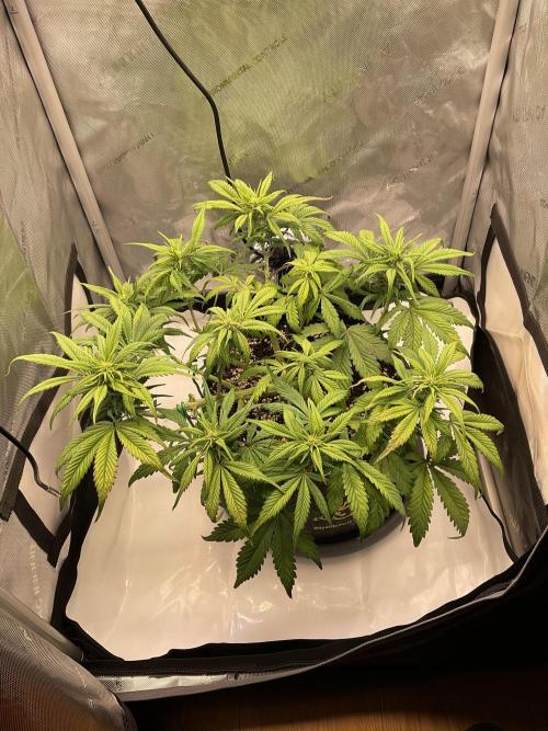 Strawberry Gorilla indoor FastBuds. Week 6 - Tag 40 - massiv aufgeräumt 